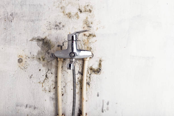 Best Commercial Mold Removal  in Lake Elsinore, CA