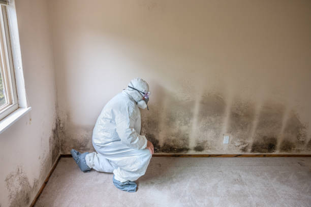 Crawl Space Mold Removal in Lake Elsinore, CA
