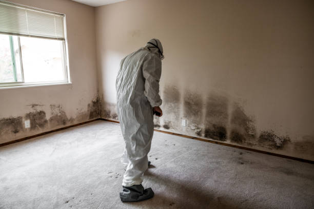 Best Certified Mold Removal  in Lake Elsinore, CA