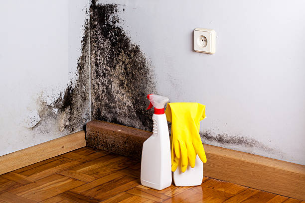 Professional Mold Removal in Lake Elsinore, CA