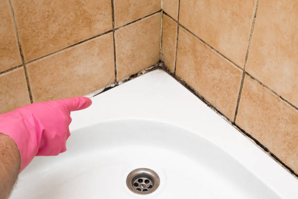Best Attic Mold Removal  in Lake Elsinore, CA